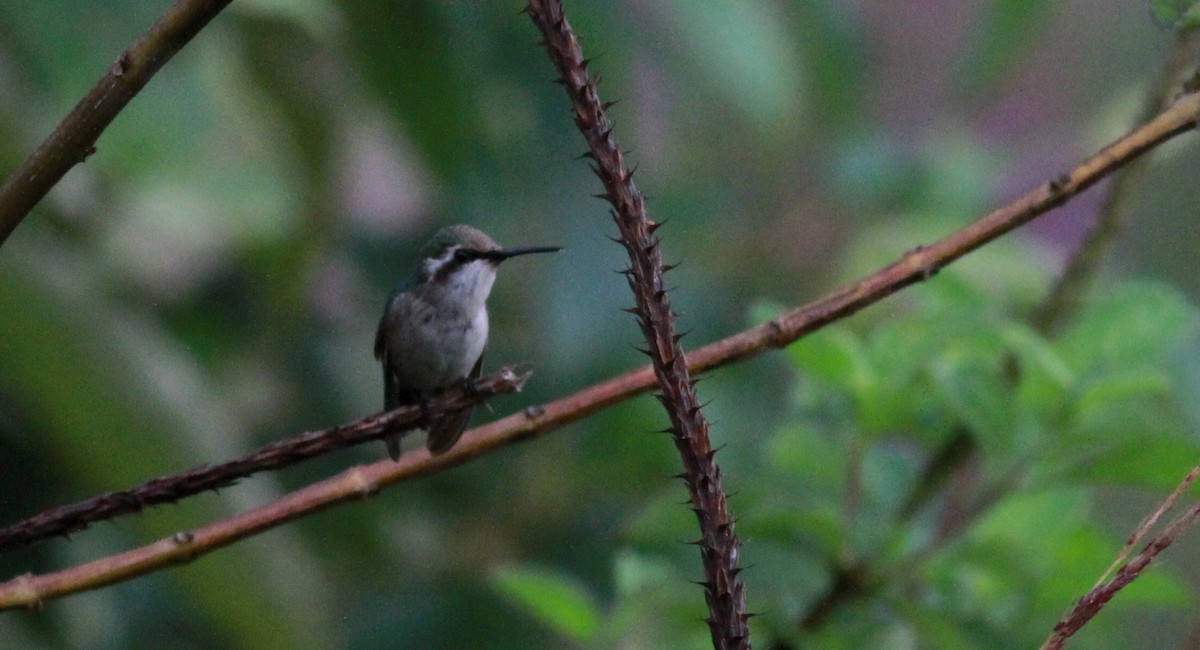 kolibřík venezuelský - ML22114981