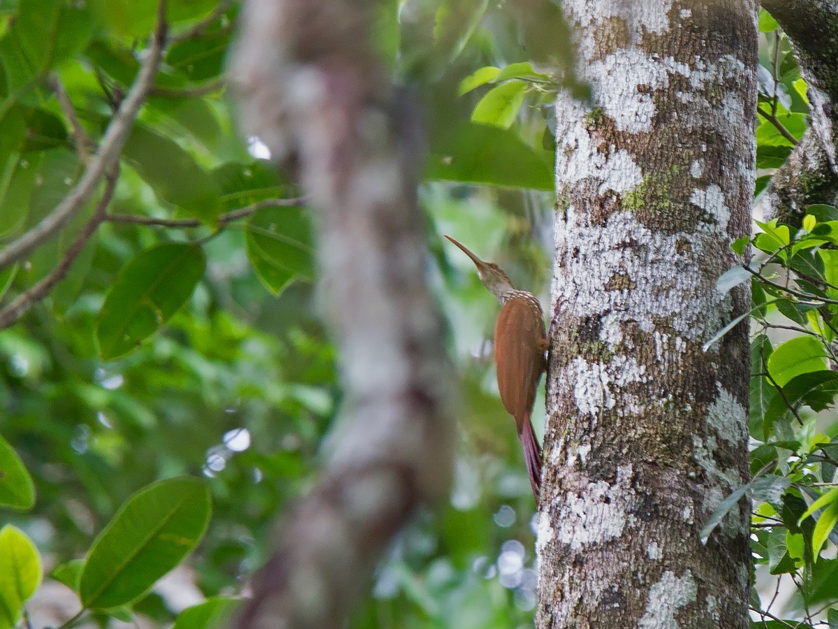 Long-billed Woodcreeper - ML221150301