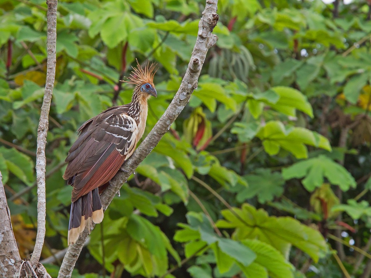 Hoatzin - ML221150341