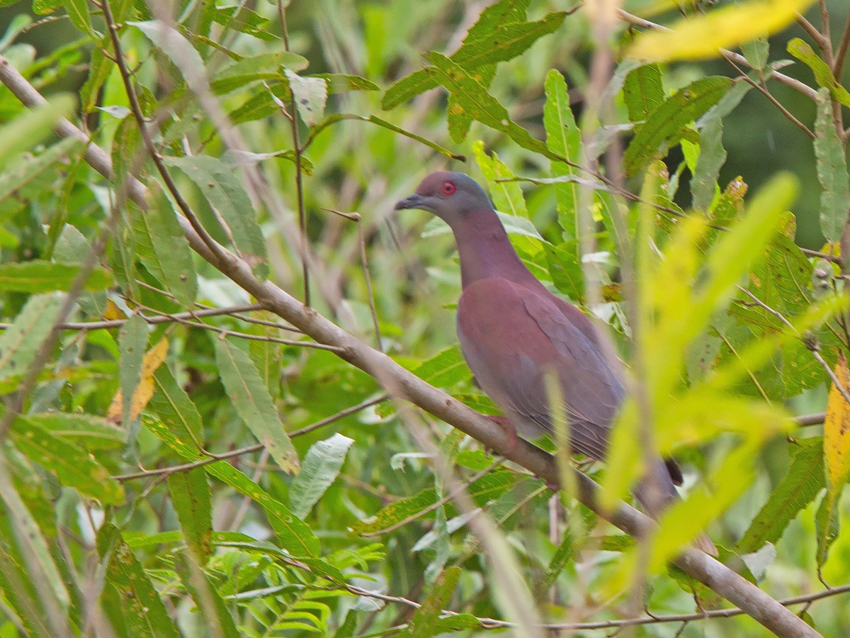 Pale-vented Pigeon - ML221150361