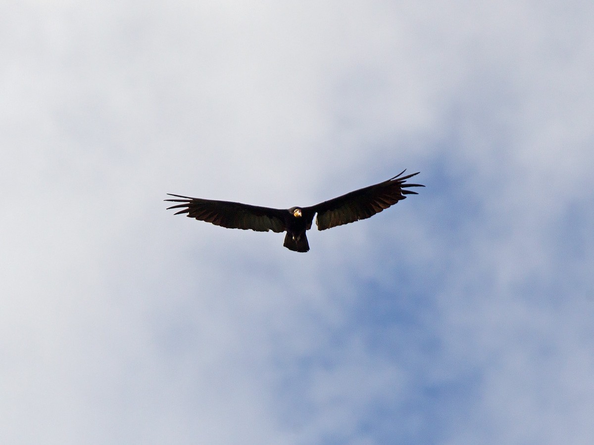Greater Yellow-headed Vulture - ML221150421