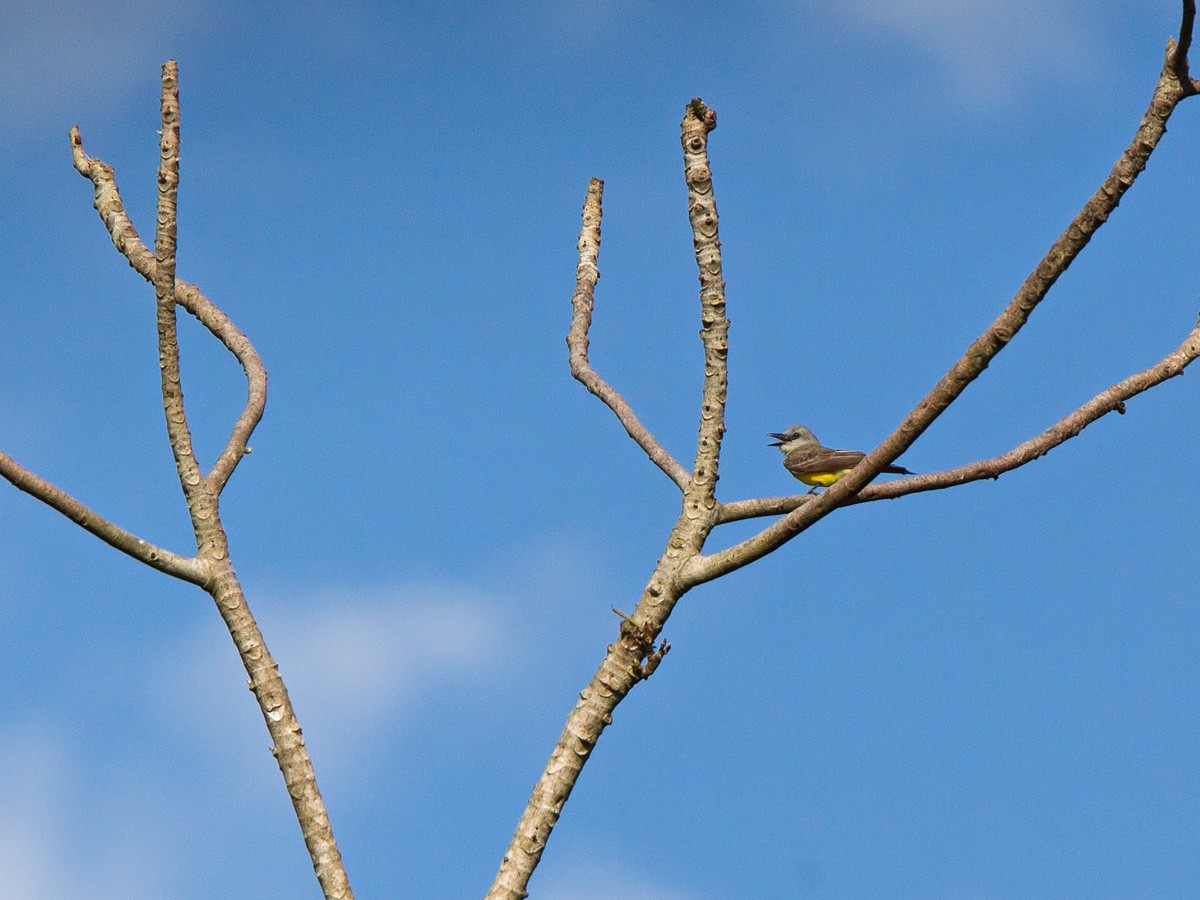 Tropical Kingbird - ML221150461