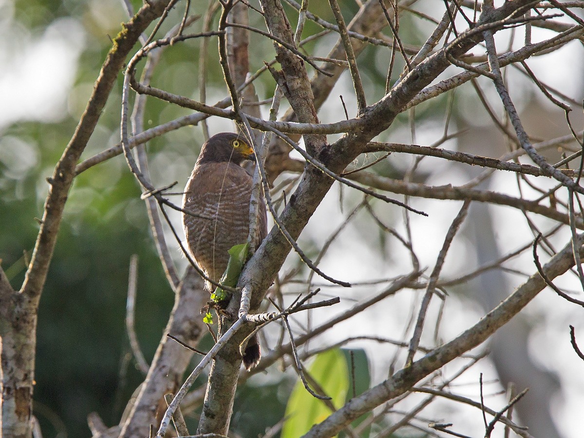 Roadside Hawk - ML221150471