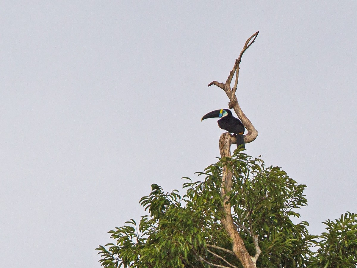 White-throated Toucan - ML221150481