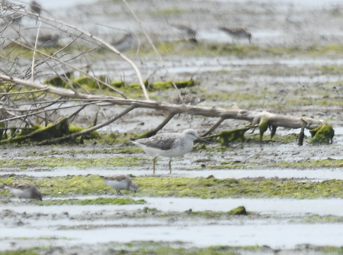 Nordmann's Greenshank - ML221152501