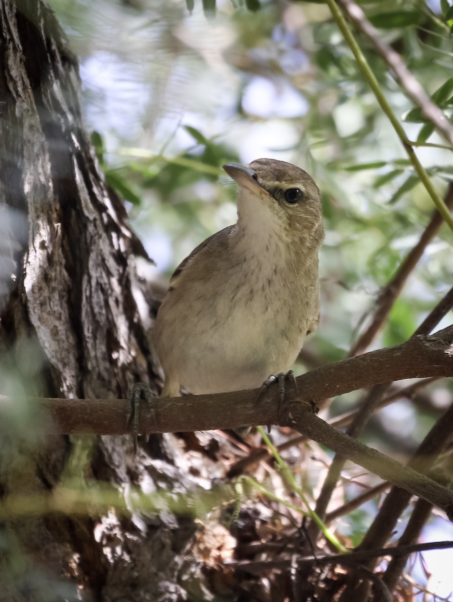 Clamorous Reed Warbler - Ross Pappin