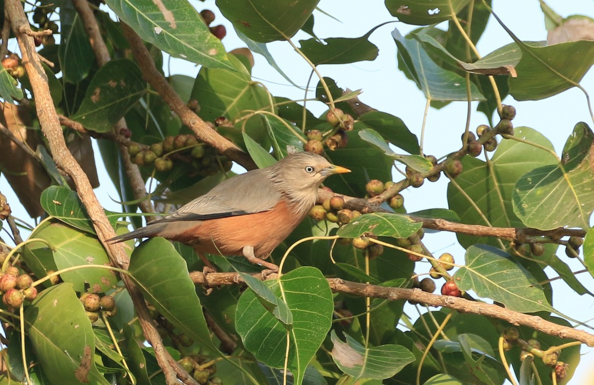 Chestnut-tailed Starling - ML221154741