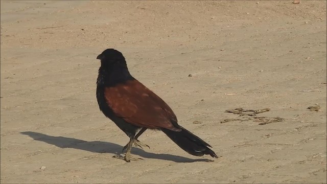 Greater Coucal - ML221155331
