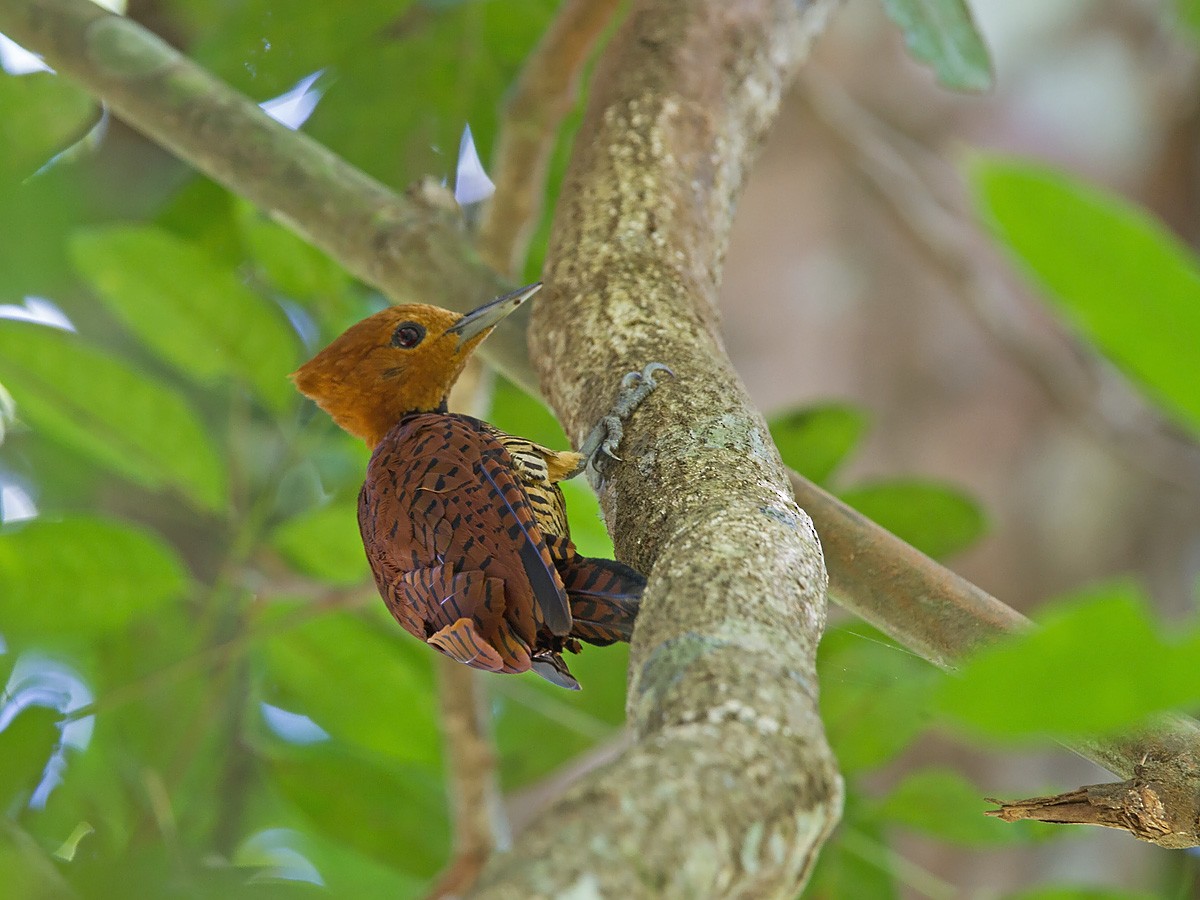 Ringed Woodpecker (Amazonian Black-breasted) - ML221155991