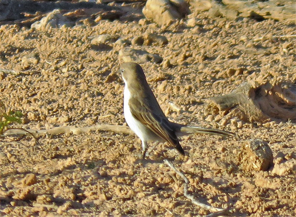 Marico Flycatcher - ML221156311