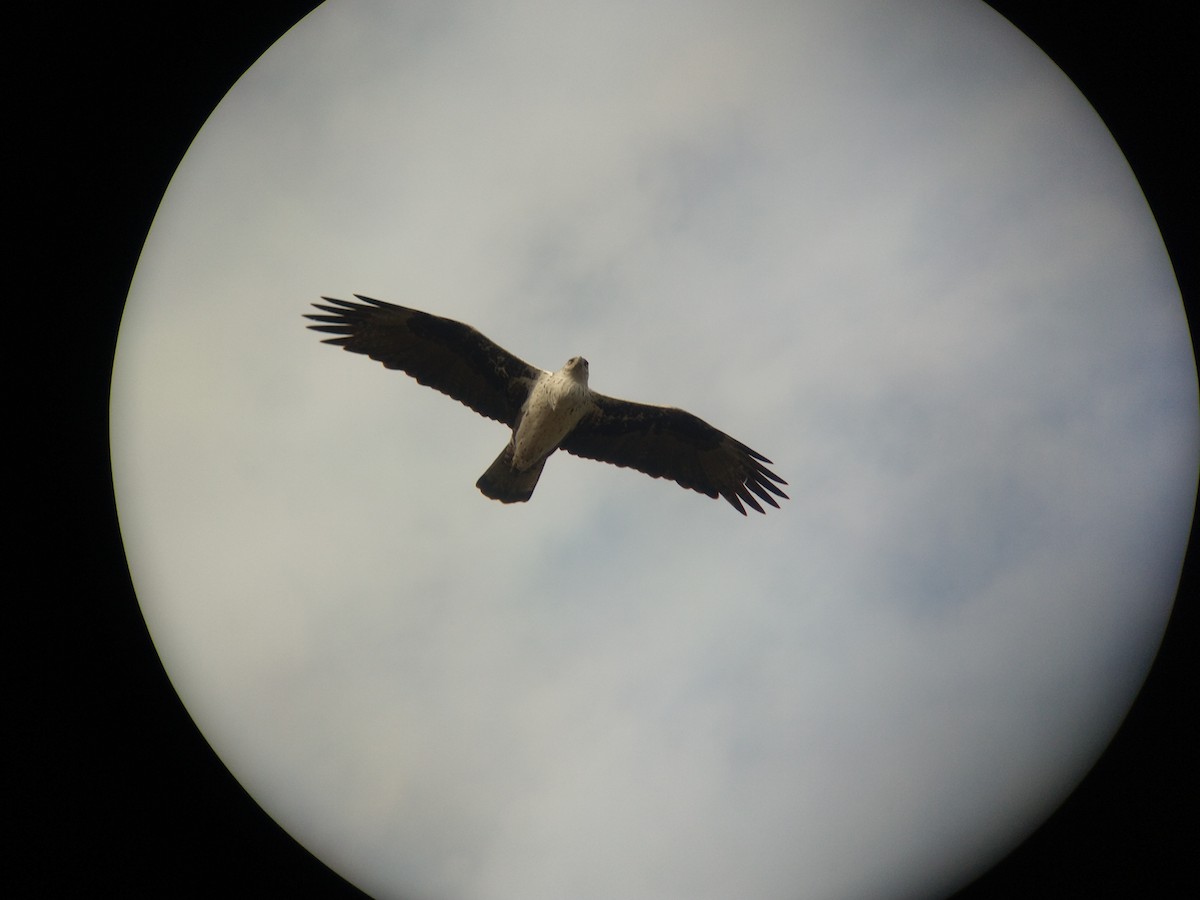 Bonelli's Eagle - Harsh Kalavadiya