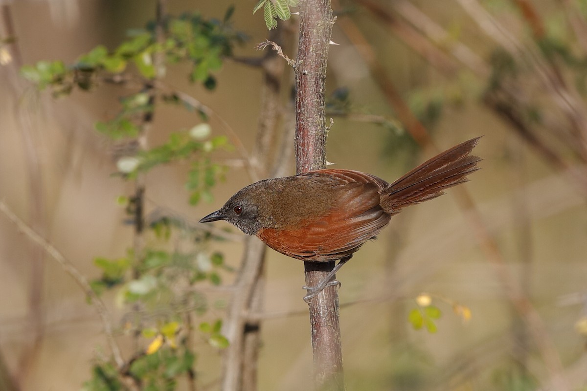 Rufous-breasted Spinetail - ML221157791