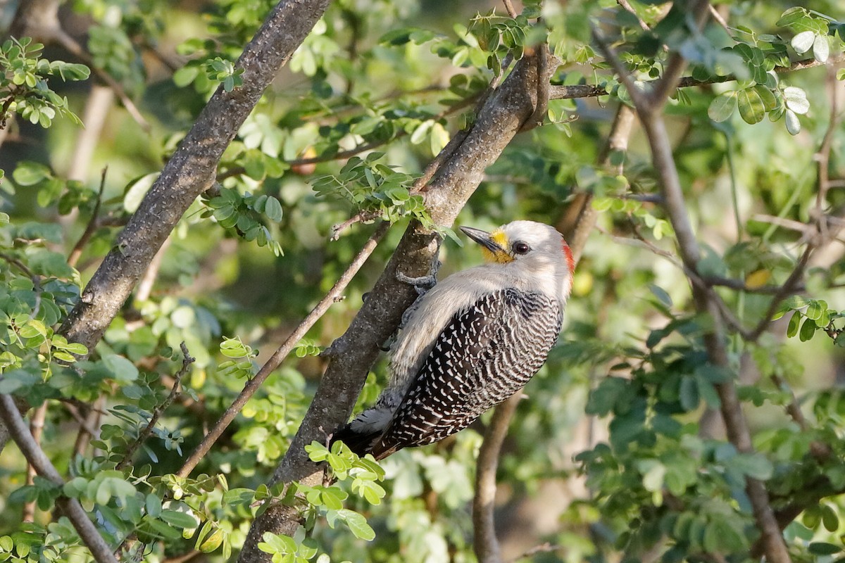 Yucatan Woodpecker - Holger Teichmann