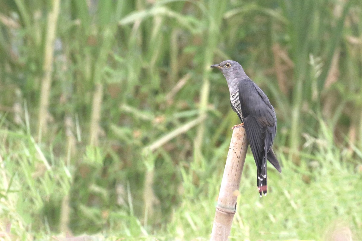 Himalayan Cuckoo - ML221158111