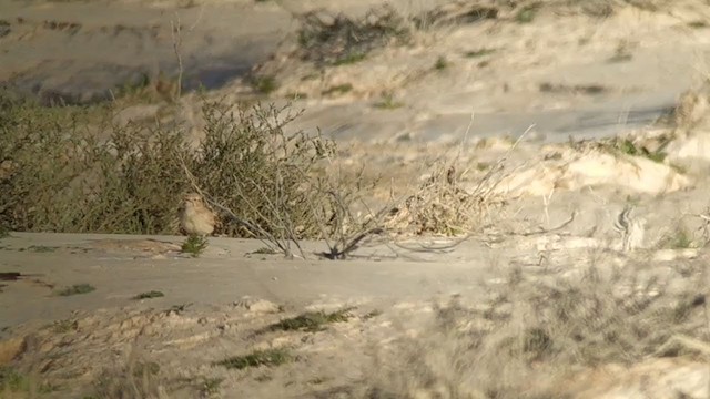 Arabian Lark - ML221158191
