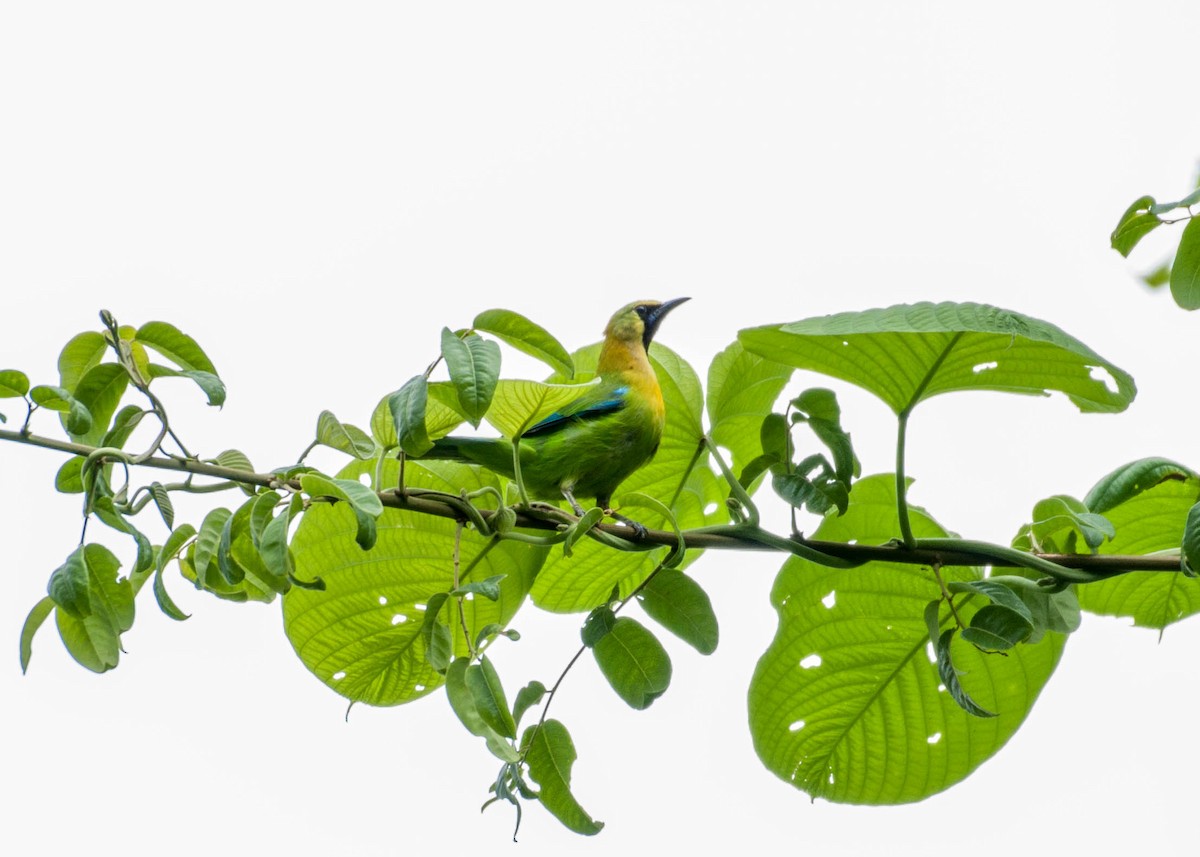 Blue-winged Leafbird - ML221158691