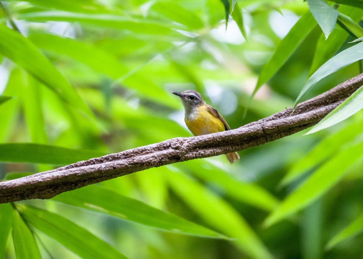 Yellow-bellied Warbler - ML221158771