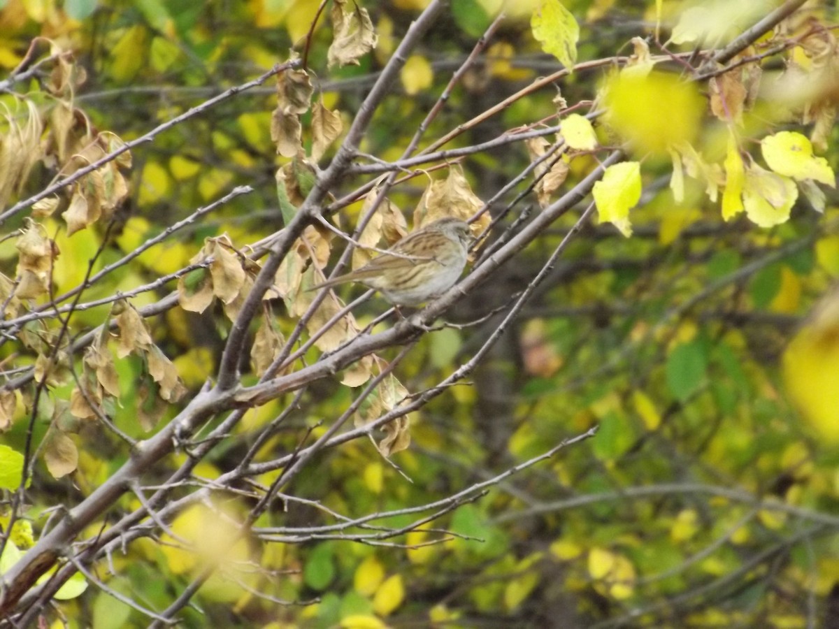 Dunnock - ML221160621