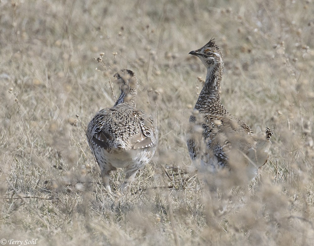 Sharp-tailed Grouse - Terry Sohl