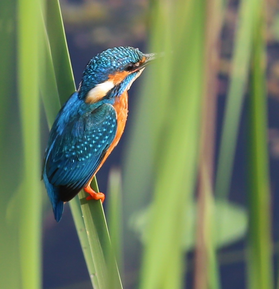 Common Kingfisher - ML221162281