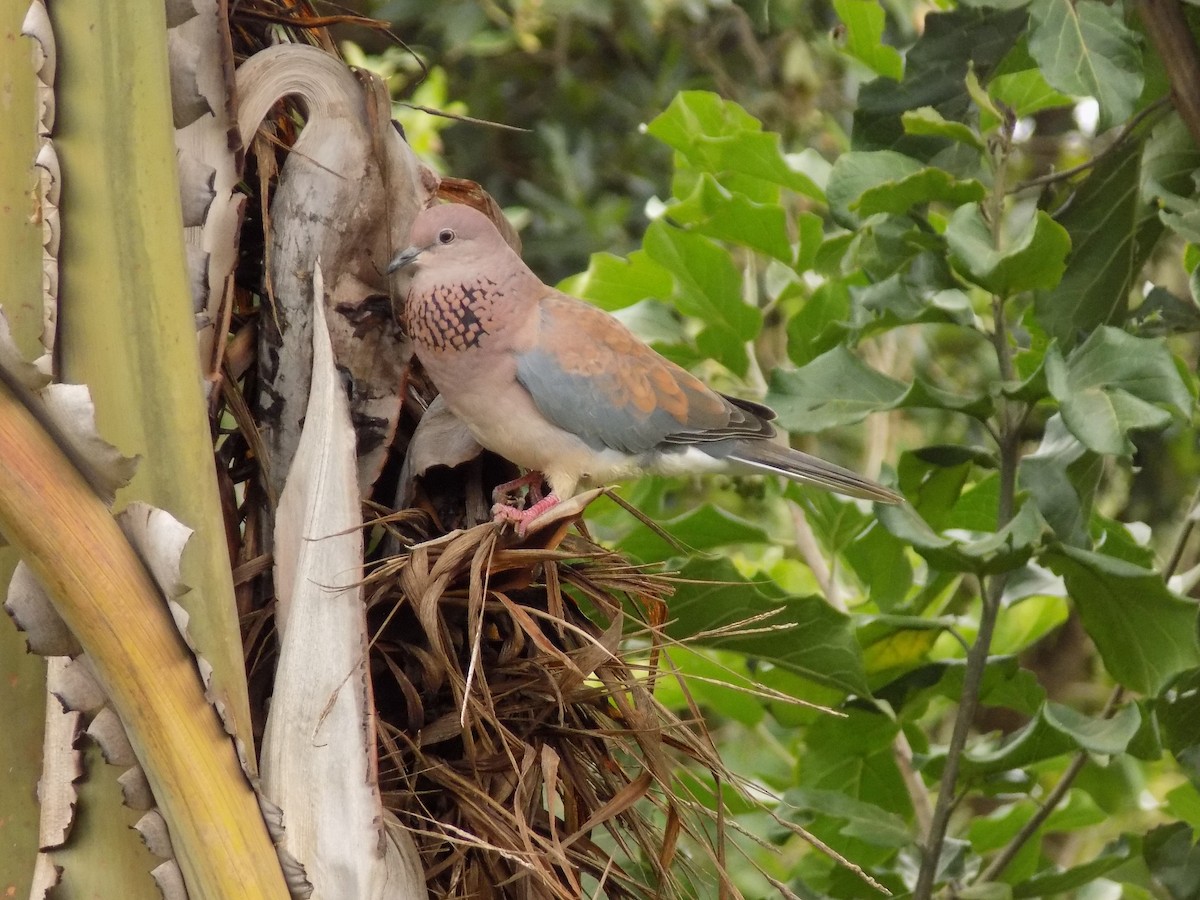 Laughing Dove - ML221166551