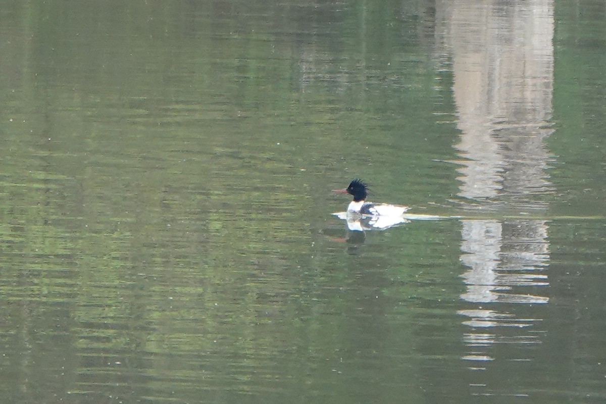 Red-breasted Merganser - ML221167251