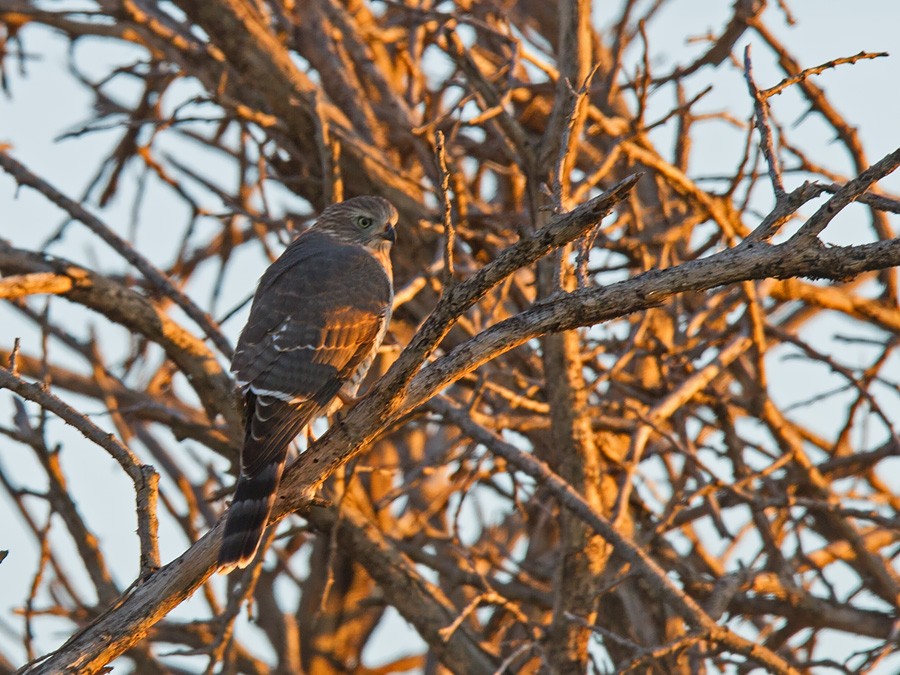 Gabar Goshawk - ML221168011