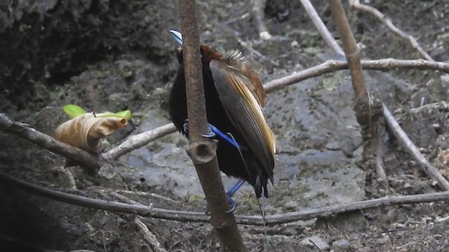 Magnificent Bird-of-Paradise - ML221168491