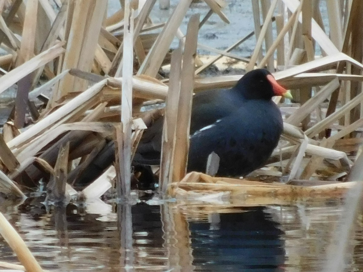 Gallinule d'Amérique - ML221169131