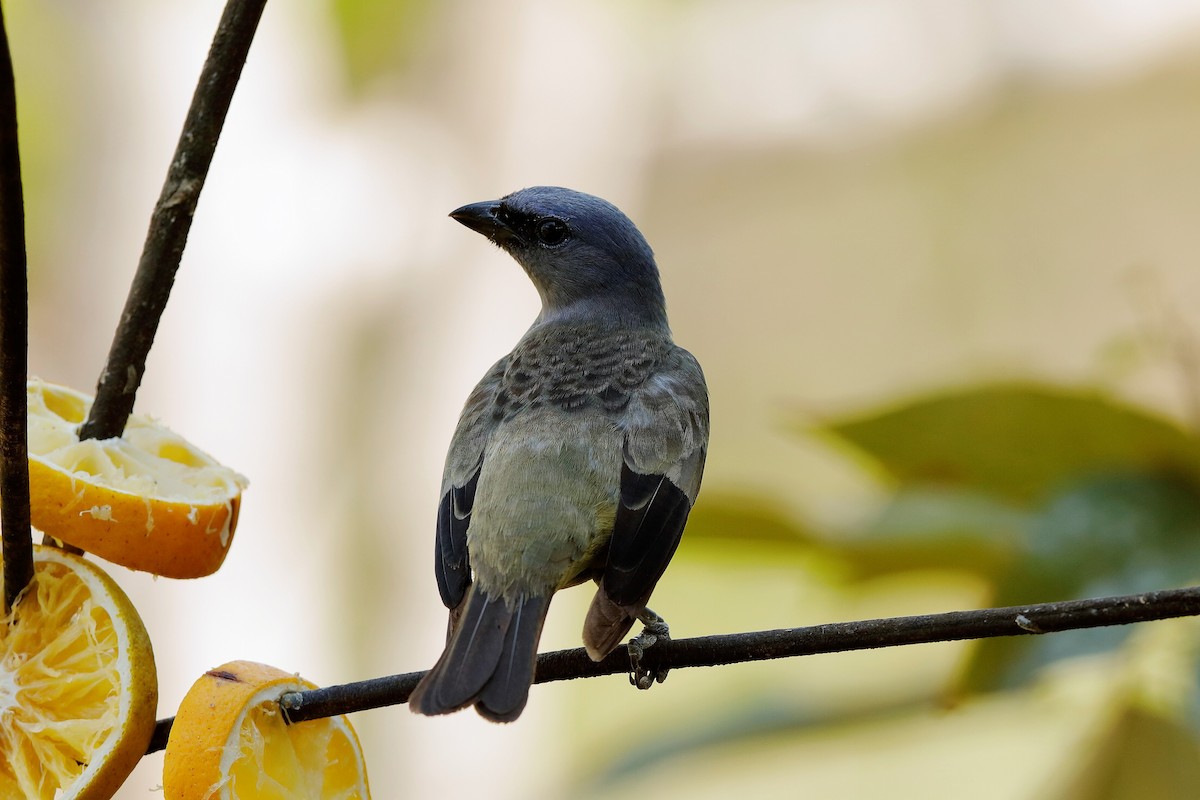 Yellow-winged Tanager - ML221169721