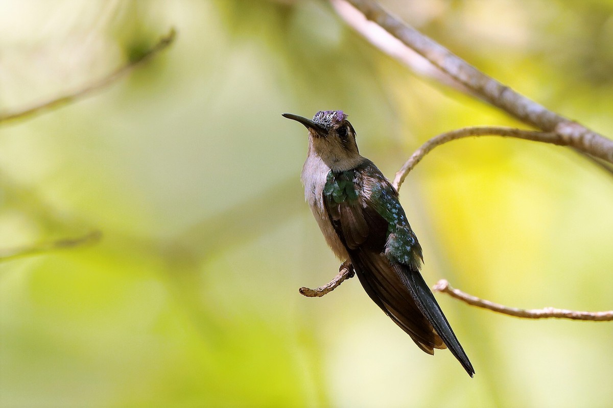 Wedge-tailed Sabrewing - ML221169771