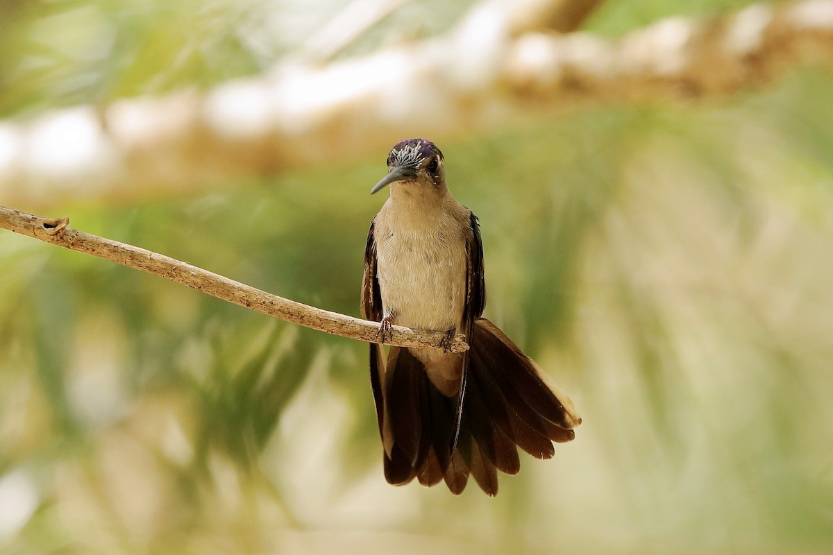 Wedge-tailed Sabrewing - ML221169781