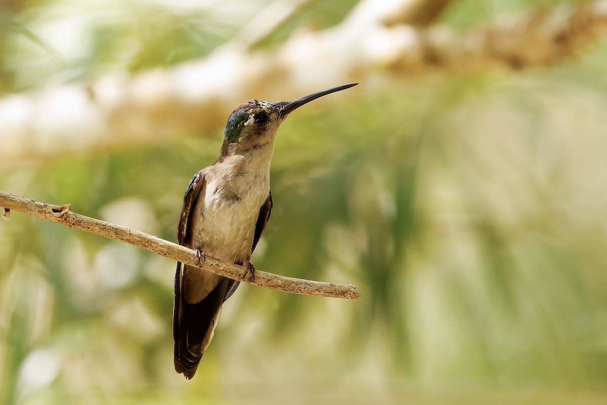 Wedge-tailed Sabrewing - ML221169791