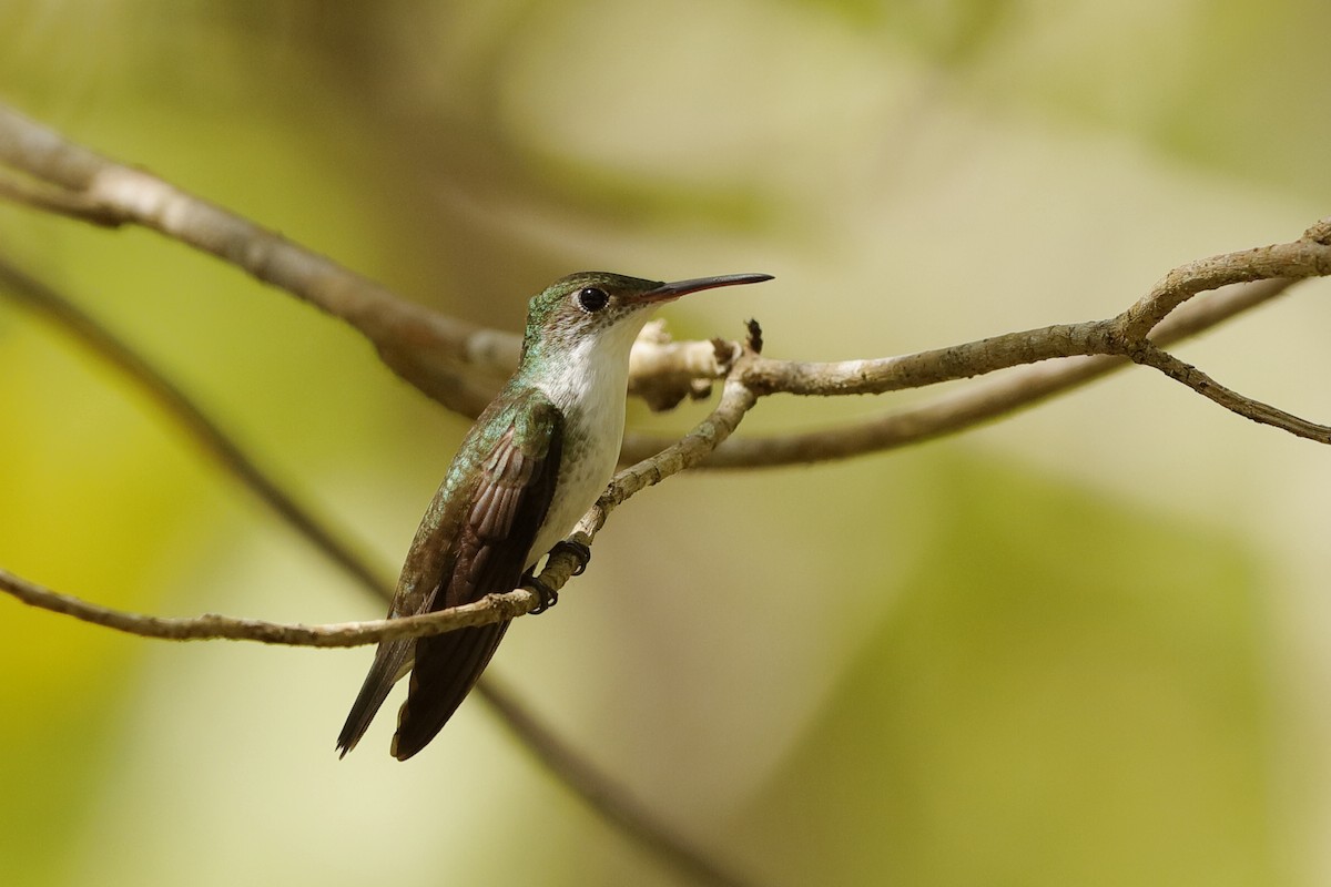 White-bellied Emerald - ML221169831