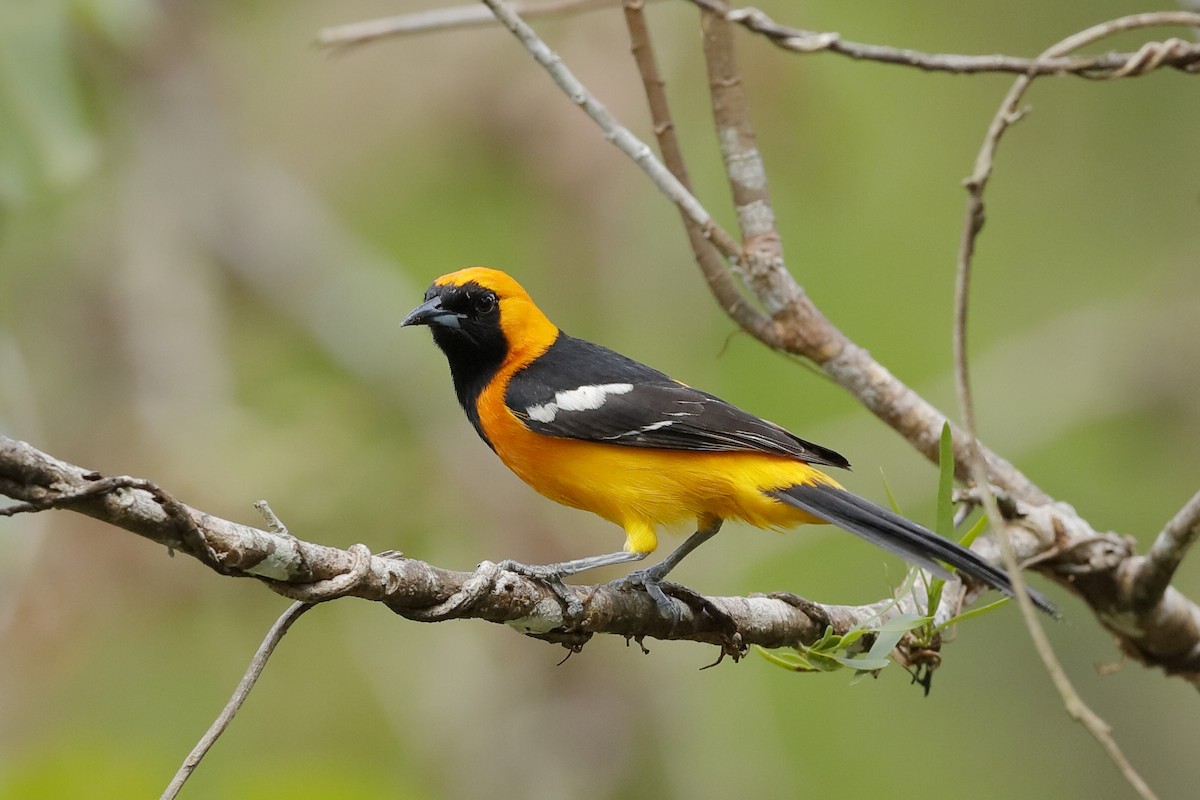 Hooded Oriole (igneus) - Holger Teichmann