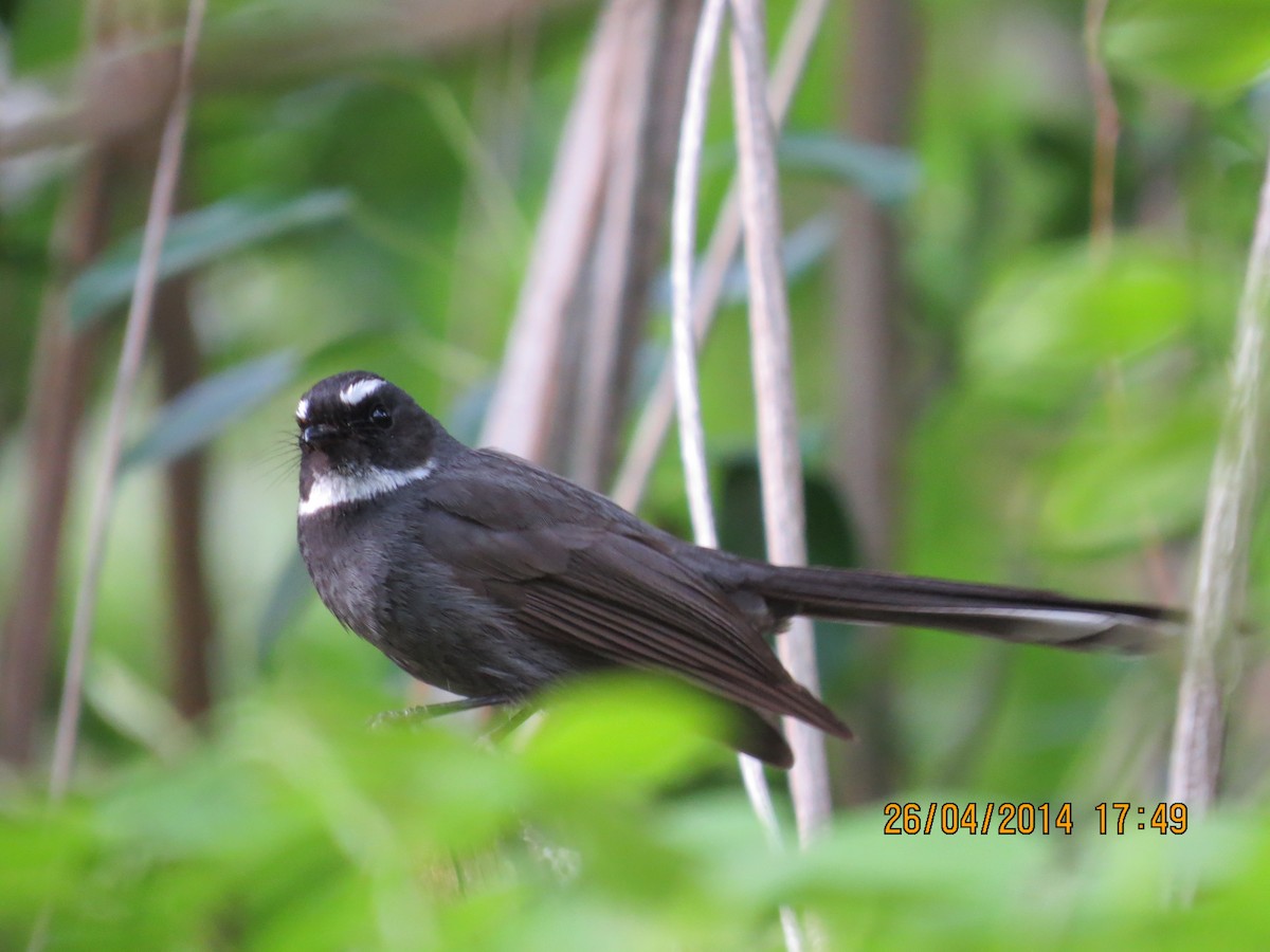 White-throated Fantail - ML221169961