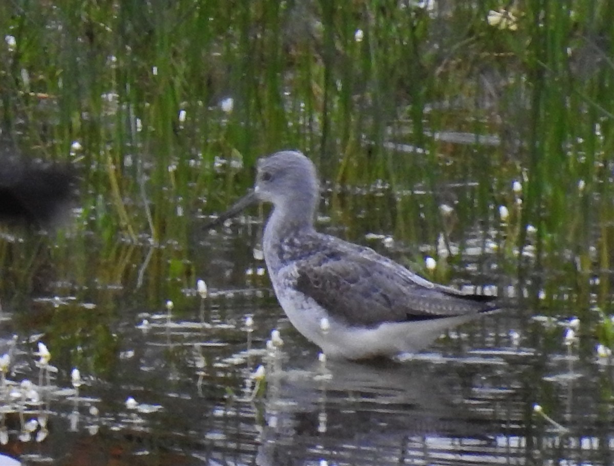 Common Greenshank - Cesar Clemente