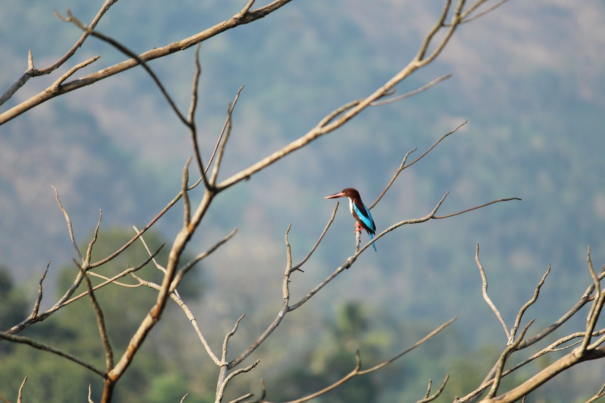 White-throated Kingfisher - Ambady Sasi