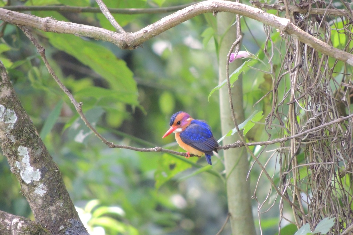 African Pygmy Kingfisher - ML221171971