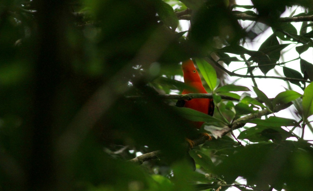 Andean Cock-of-the-rock - ML22117221