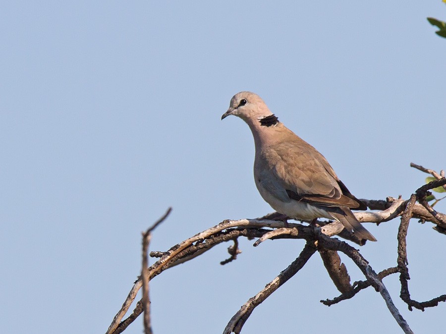 Ring-necked Dove - ML221172301