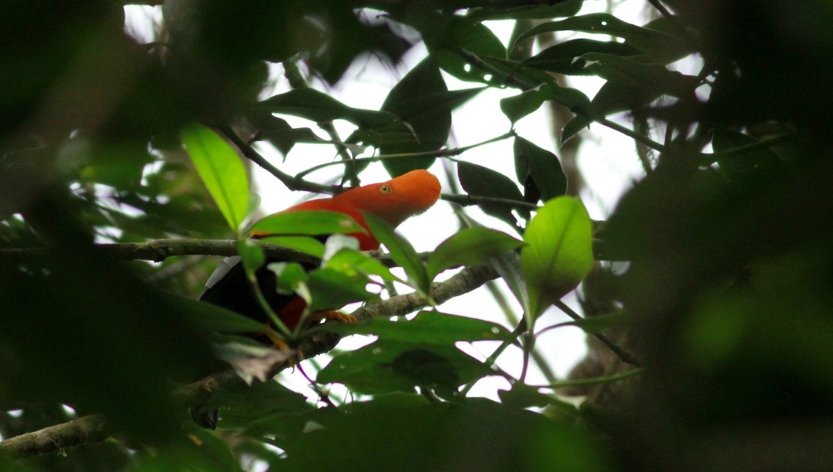 Andean Cock-of-the-rock - ML22117231