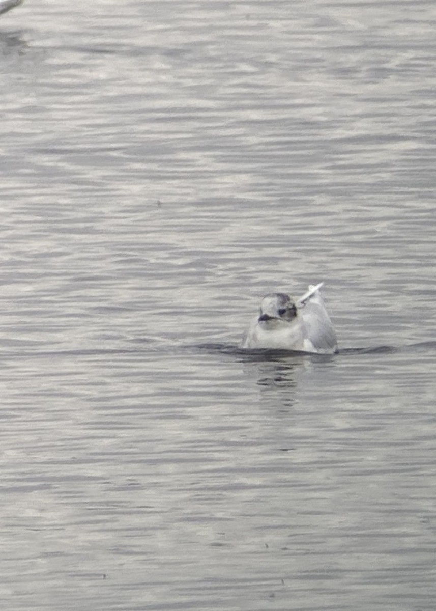 Little Gull - ML221174201