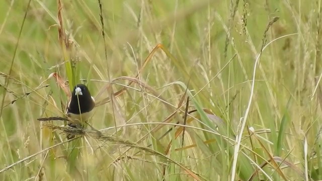 Black-breasted Munia - ML221174361