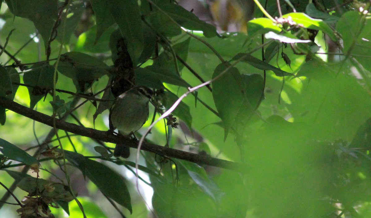 Spectacled Tyrannulet - ML22117441