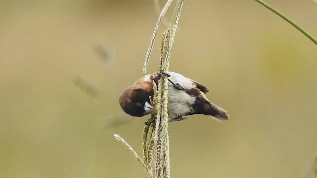 Black-breasted Munia - ML221174501