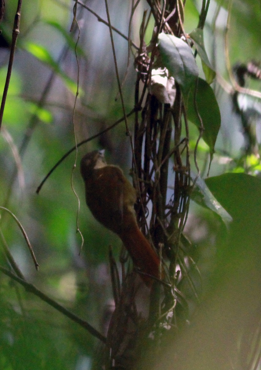 Montane Foliage-gleaner - Jay McGowan