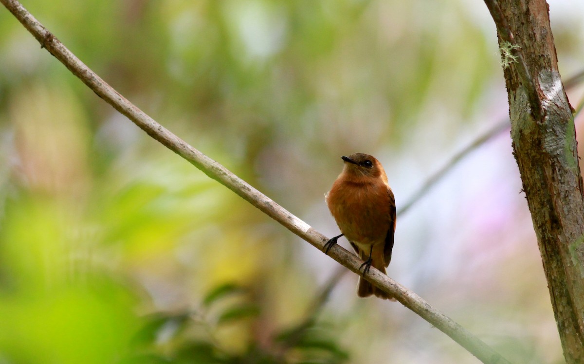 Cinnamon Flycatcher (Venezuelan) - ML22117531