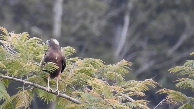 Papuan Harrier - ML221176041