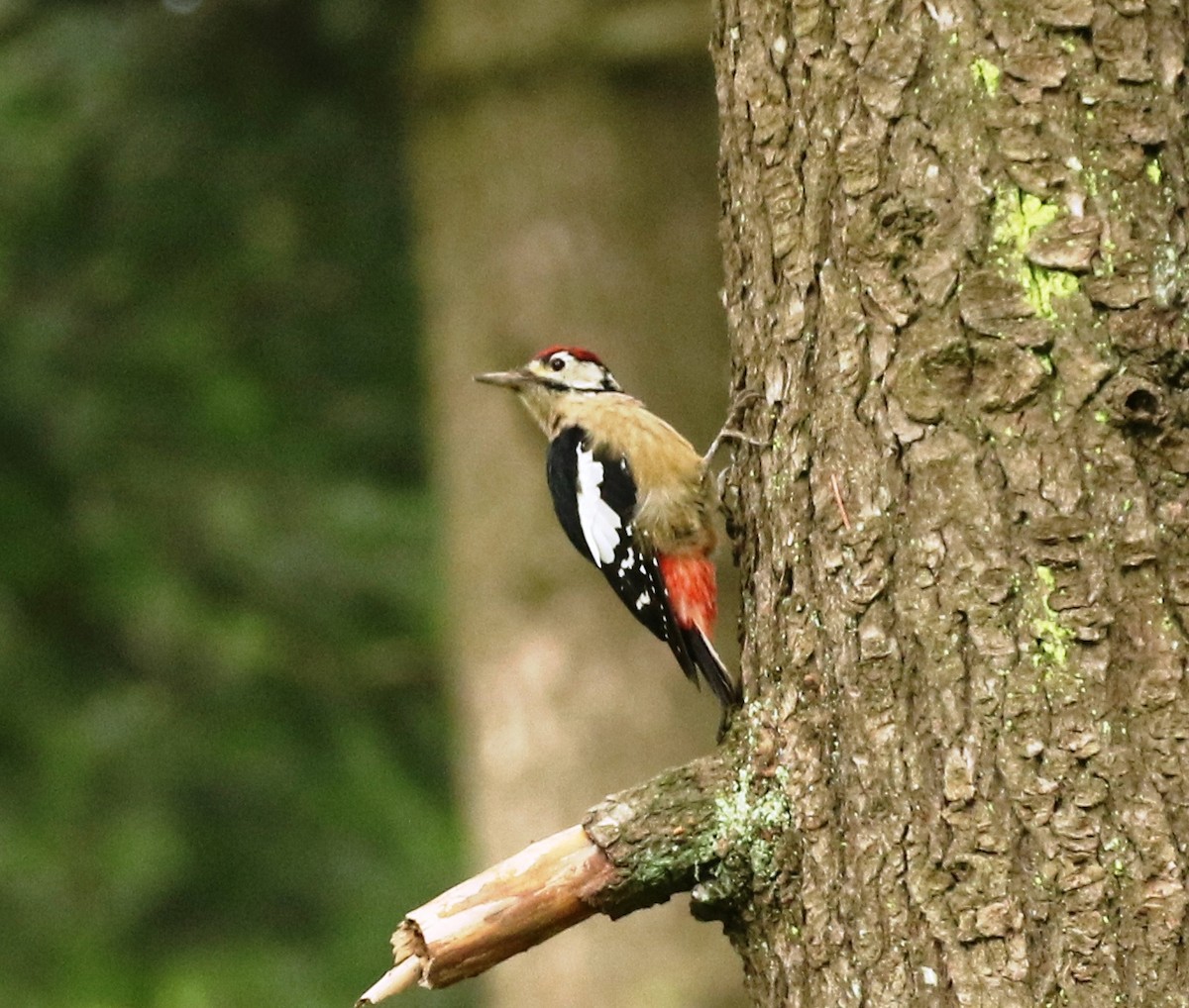 Himalayan Woodpecker - ML221176231